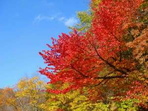 紅葉の洞爺湖