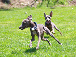 �y�Q�n��:���ÁE�K�āE�ԕ~�z���É��� �y�b�g�Ɣ��܂��h ����