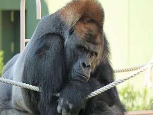 【周辺観光】東山動物園:動物園入館券チケット付きプランもご用意致しております。