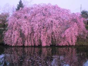 北上展勝地 さくらまつり(ただ今満開!GWのお花見へ!!今年の見頃は5月初旬くらいまで)