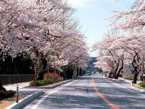 世界文化遺産 平泉 春
