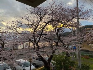 本館前の桜風景