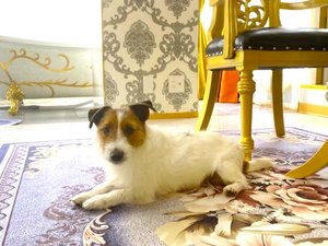 ■愛犬OKのお部屋■イメージ