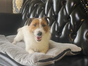 ■愛犬OKのお部屋■イメージ