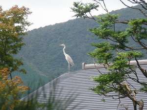 屋根にとまった白鷺