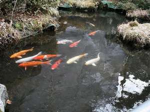 庭園を泳ぐ鯉