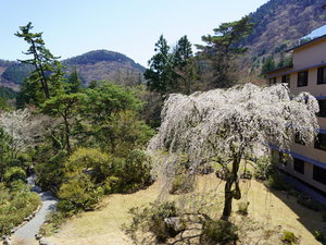 ホテル庭園【しだれ桜】