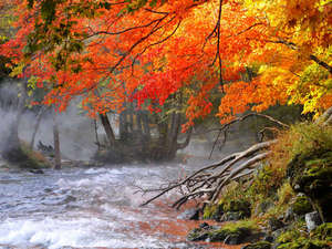 �g�g�t�̈�����h�₦�����ɂ͐얶���������߂Č��z�I�B