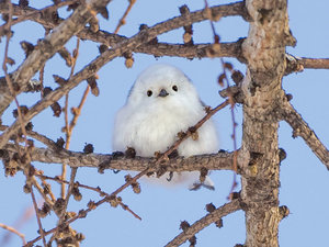 �j���[�����z�e���̎��ӂł͖쐶�̃V�}�G�i�K���ώ@�ł��܂��I