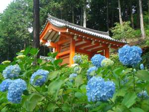 ◇三室戸寺◇宇治にある「あじさい寺」として有名です。