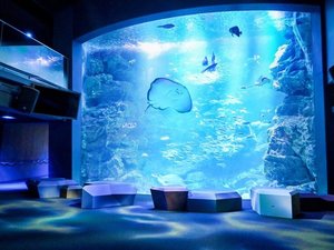 �u���̊C�v�吅���@���푽�l�Ȃ������̂����Â��L���ȋ��̊C���܂邲�ƍČ��B