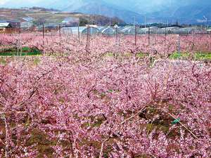 桃の花が咲く様はまるで桃源郷