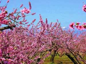 桃の花が咲く様はまるで桃源郷