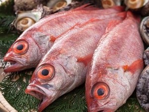 日本海の赤い宝石「ノド黒」