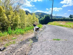 和心村の動物たちはみな人懐こいです。癒されます。