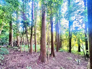 敷地内の森。薪拾いしたり、散歩したり、自然の音を聞いてみましょう。