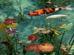 名もなき池(通称:モネの池)(ホテルから車で30分):湧水に咲く睡蓮がとても美しいです