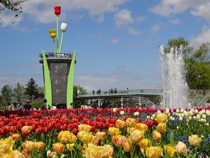 �ƂȂ݃`���[���b�v�t�F�A�i���N4�����{�`5��5���ɊJ�Áj�A�p�z�e������k��20���y�摜�񋟁F�v�g�s�z