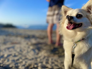 愛犬OKな客室あり!愛犬と一緒に白良浜のお散歩をお楽しみください♪