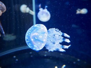 【当館から電車で20分】相模湾と太平洋の生物を中心に展示する水族館「新江ノ島水族館」