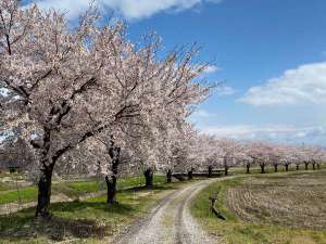 桜並木 春