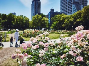 靭公園・バラ園