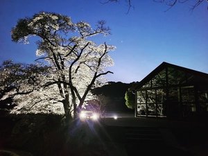 夜桜