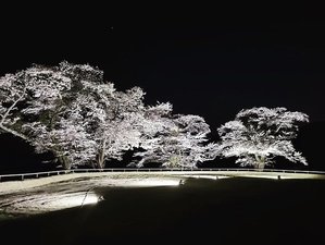 夜桜