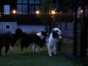 #ナイトドッグラン 宿泊者限定・夜22時までご利用いただけます。