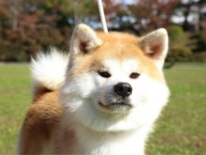 秋田犬※画像提供:秋田市