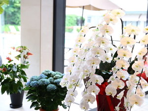 明るいロビーでは華やかな花々がお迎えいたします