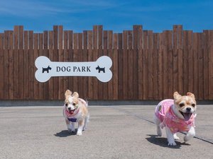 ��DOG PARK�@�b����ɂ̓�������񂪂̂т̂їV�ׂ�h�b�O�������������܂��B
