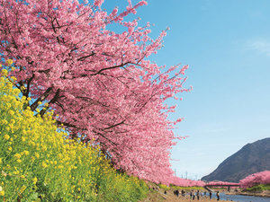 早咲きの河津桜を今年も楽しみに伊豆へ来ませんか？いち早く春を感じられますよ♪