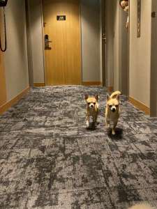 ��񂿂��E�F���J���z�e���Ƃ��ă��u�����hOPEN��
