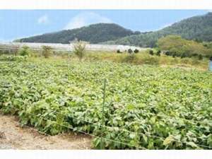 無農薬で育てた野菜を作っている自家農園