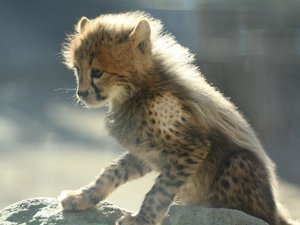 【当館から電車で約30分】広大な敷地で動物が自由に暮らす、自然に近い動物園「多摩動物公園」