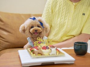 わんちゃん用ケーキ