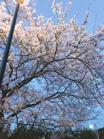 一の谷公園の桜周辺宿からの現地情報 じゃらんnet