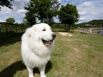 ペットと泊まれる宿 福島 じゃらんnetスマートフォン版