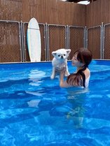 Dog pool villagexÊC݂̎{ݎʐ^3