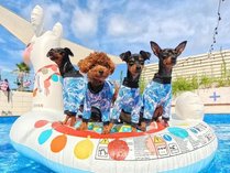 Dog pool villagexÊC݂̊Oώʐ^