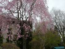 ���₵����̉Ԕ��̎{�ݎʐ^3