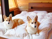 THE DOG DEPT GARDEN RESORTَR΂̎{ݎʐ^2