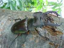 �A���e�B�[�Y�n�E�X�̎{�ݎʐ^3