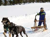 【冬アクティビティ】犬ぞり体験はファミリーに人気！インストラクターのレクチャー付きで安心。※要予約