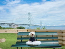 AWAI DOG STAY̎{ݎʐ^3