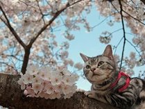 �z�e���Ζ{�̎{�ݎʐ^2