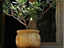 �z�e���Ζ{�̎{�ݎʐ^1