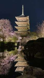 夜の特別公開 東寺 夜桜ライトアップ 金堂 講堂夜間特別拝観 周辺宿からの現地情報 じゃらんnet