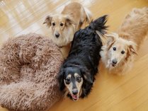 �T�̈�z�e�� ��a���Q�i4/11�` �����p���_�C�X �ޗǐ��� �j�̎ʐ^